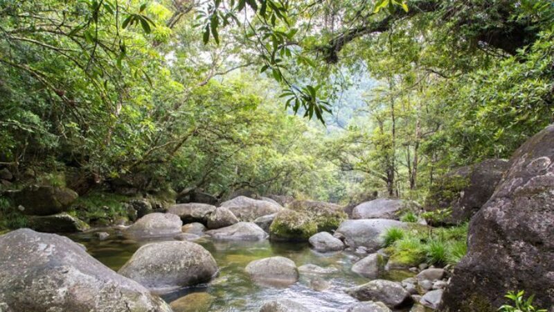 daintree-rainforest-mossman-gorge-swimming-hole-tour