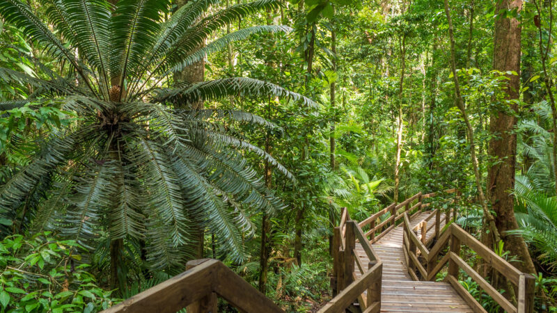 daintree-rainforest-jindalba-boardwalk